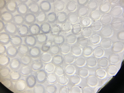 Cross-section of Membrane