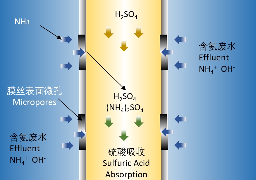 Deamination Process